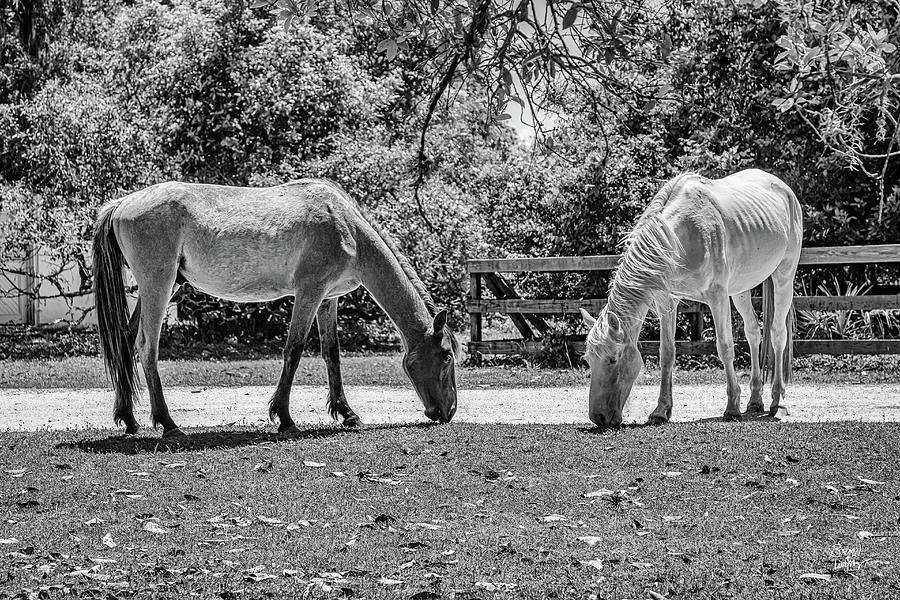 Wild Horses at Cumberland Island National Seashore Photograph by ...