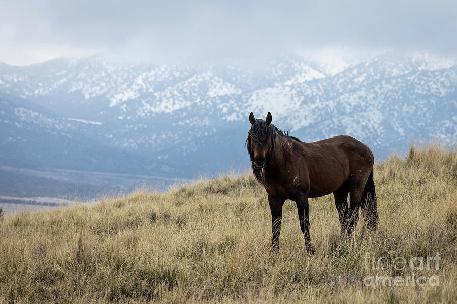 Wild Horses #8 Photograph by Julie Argyle