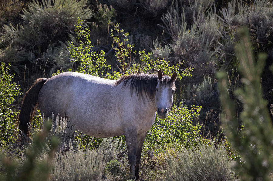 Wild Horses #8 Photograph by Laura Terriere