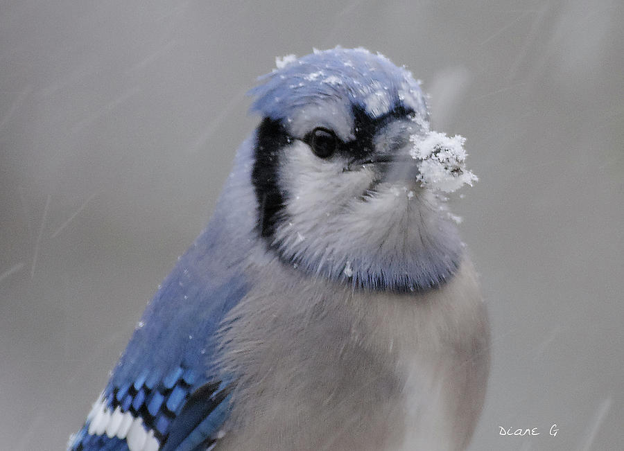 Winter Blue Jay #8 Photograph by Diane Giurco