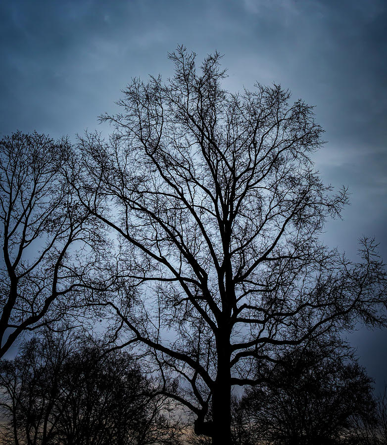 Winter Trees Sky and Clouds #8 Photograph by Robert Ullmann