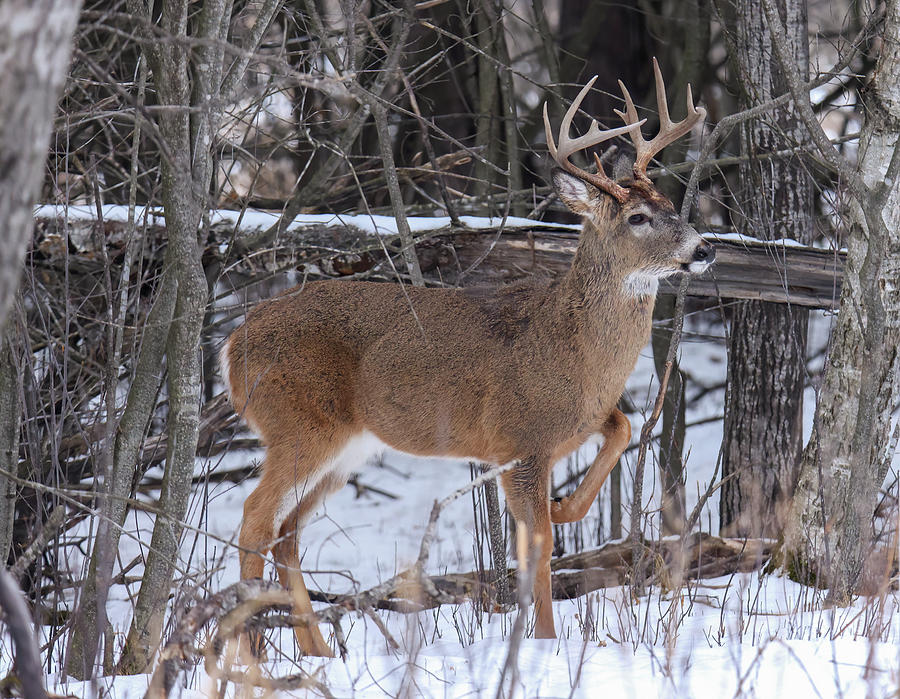 Winter Whitetail #8 Photograph by Brook Burling