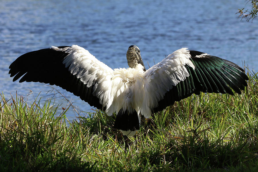 Wood Stork Florida Photograph by Bob Savage - Fine Art America