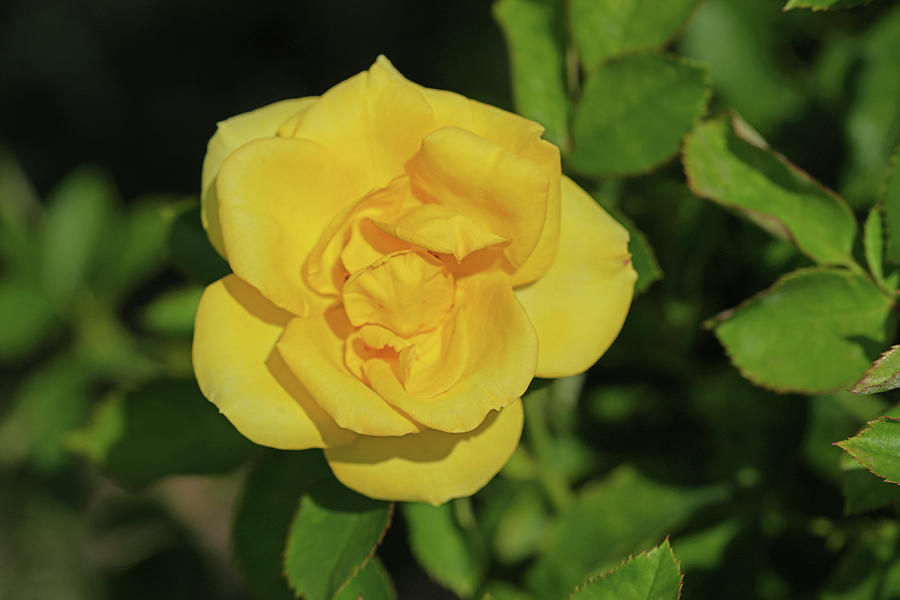 Yellow Rose #8 Photograph by Greg Boutz - Fine Art America