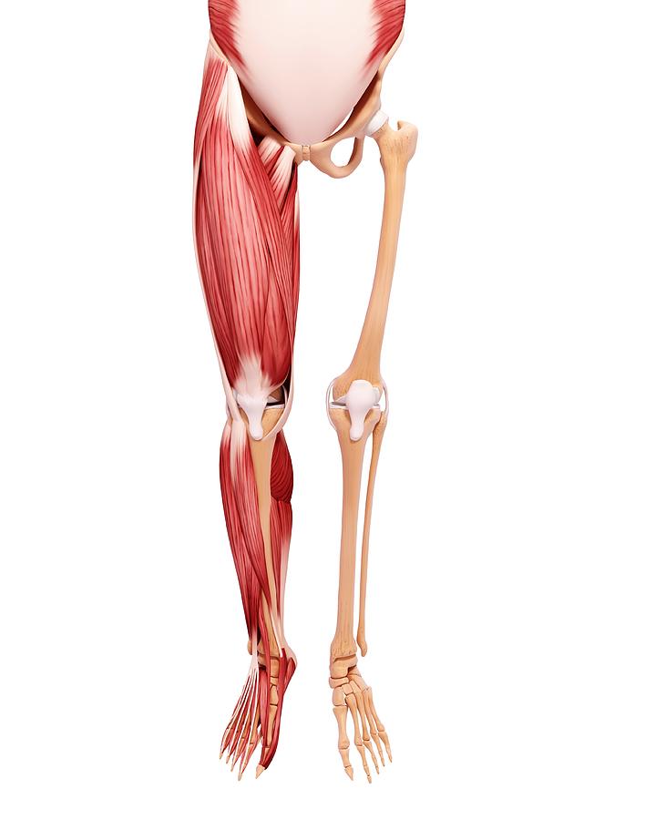 Human leg musculature, computer artwork. #82 Photograph by Shubhangi Ganeshrao Kene