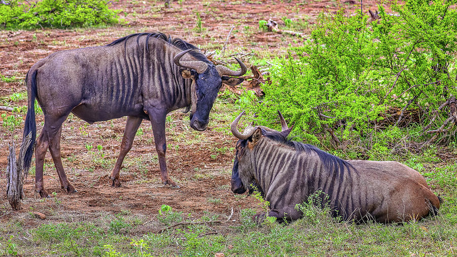 Kruger National Park South Africa #82 Photograph by Paul James Bannerman