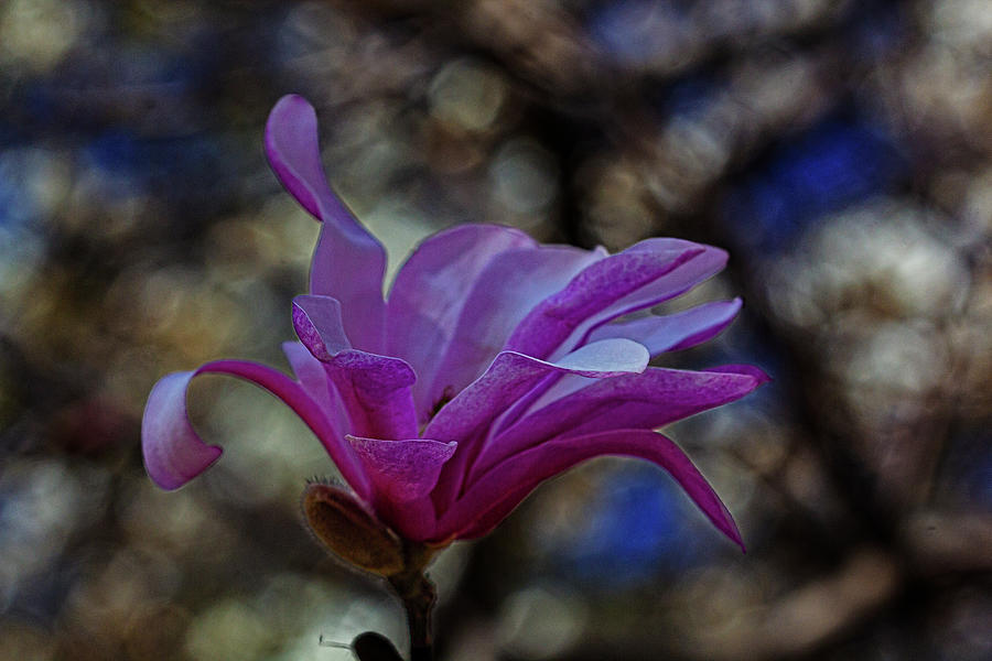 Magnolia Blossom Photograph