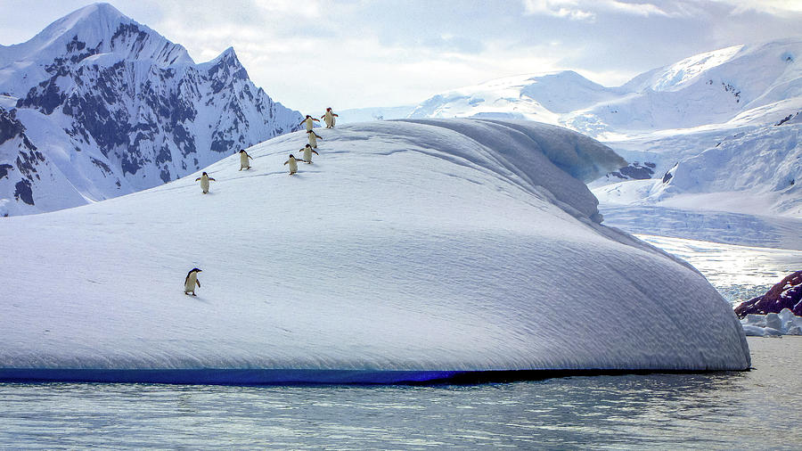 Antarctica #83 Photograph by Paul James Bannerman