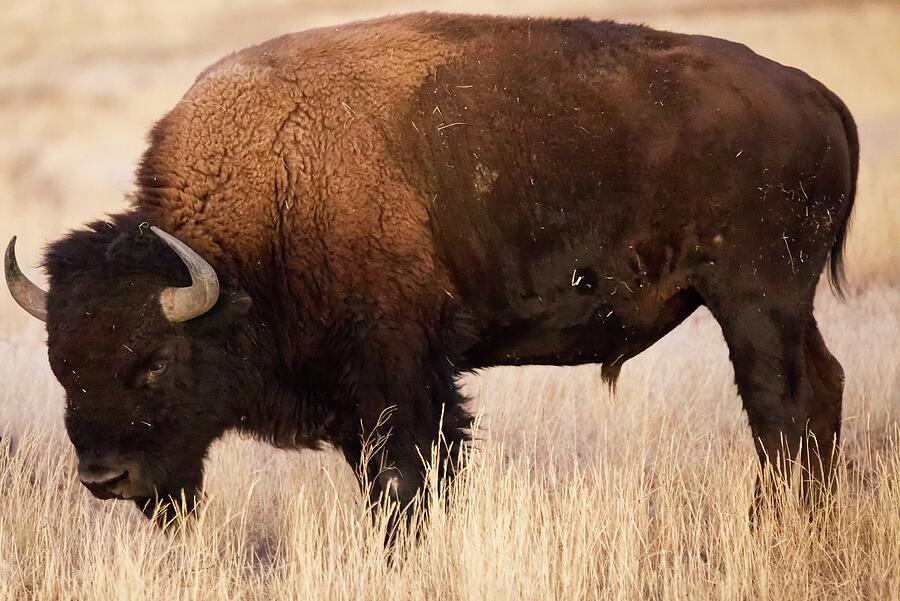 Large Bison Out On The Range Beautiful Wildlife Photography Photograph by World Art Collective