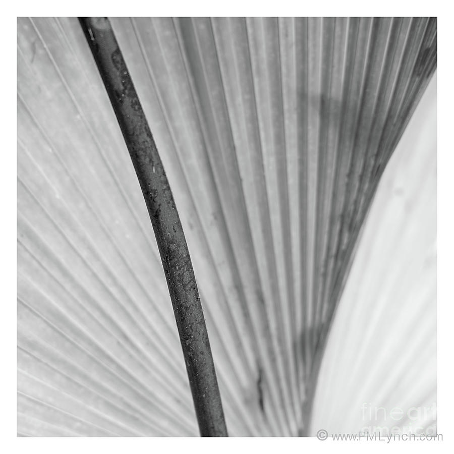 85 / Palm Abstract Photograph