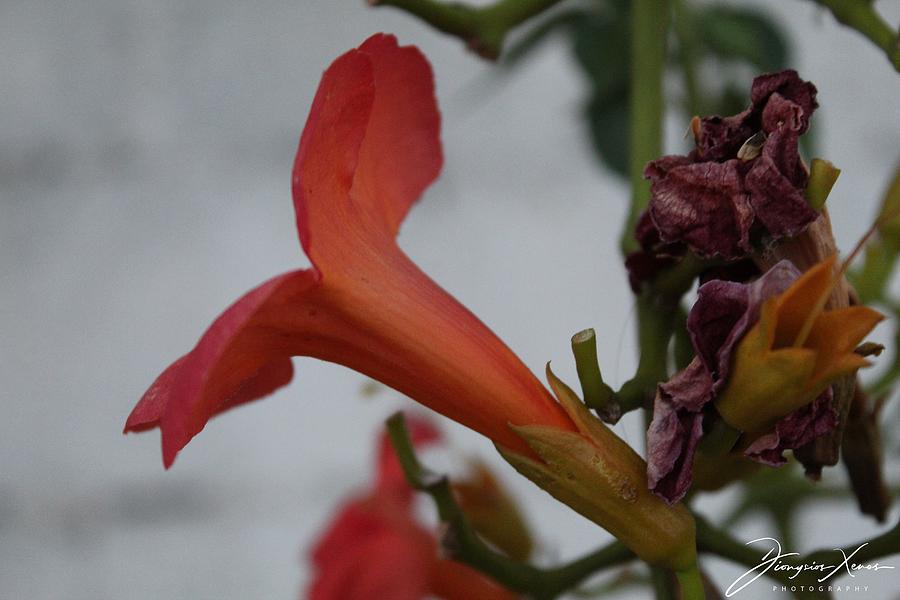 The Flowers Photograph by Dionysios Xenos Fine Art America