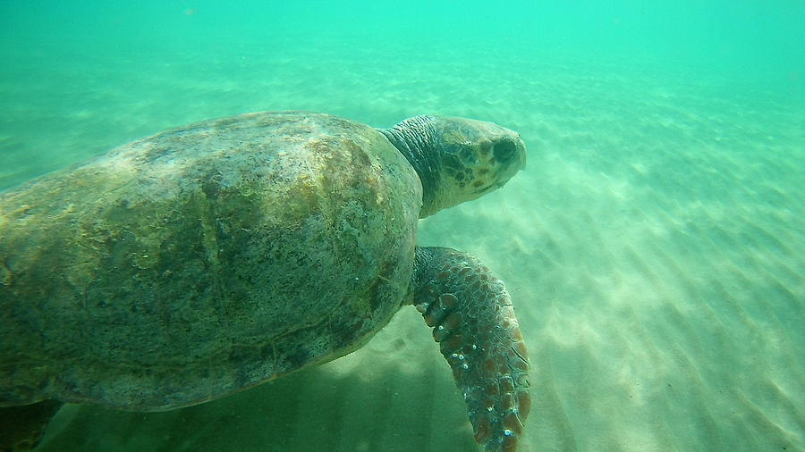Sea Turtle Caretta - Caretta Zakynthos Island Greece Photograph