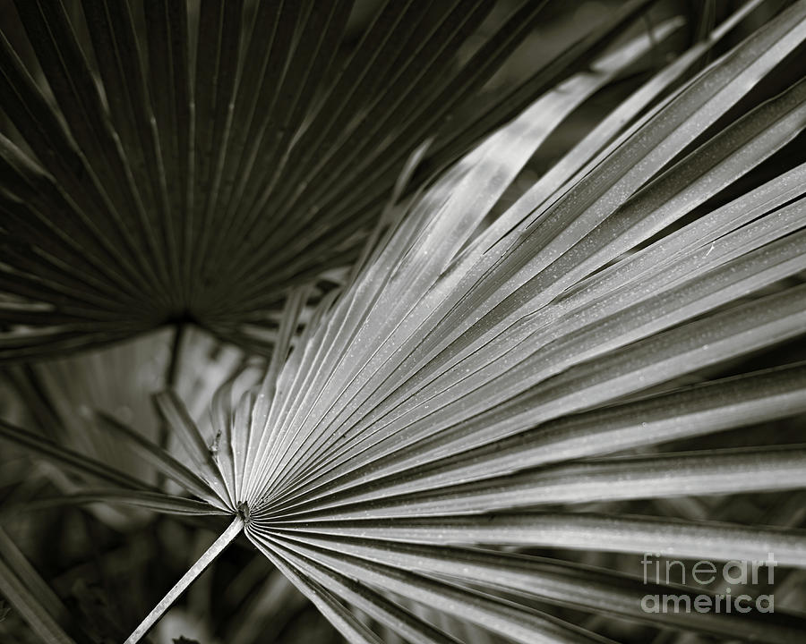 87 / Palm Fronds Photograph
