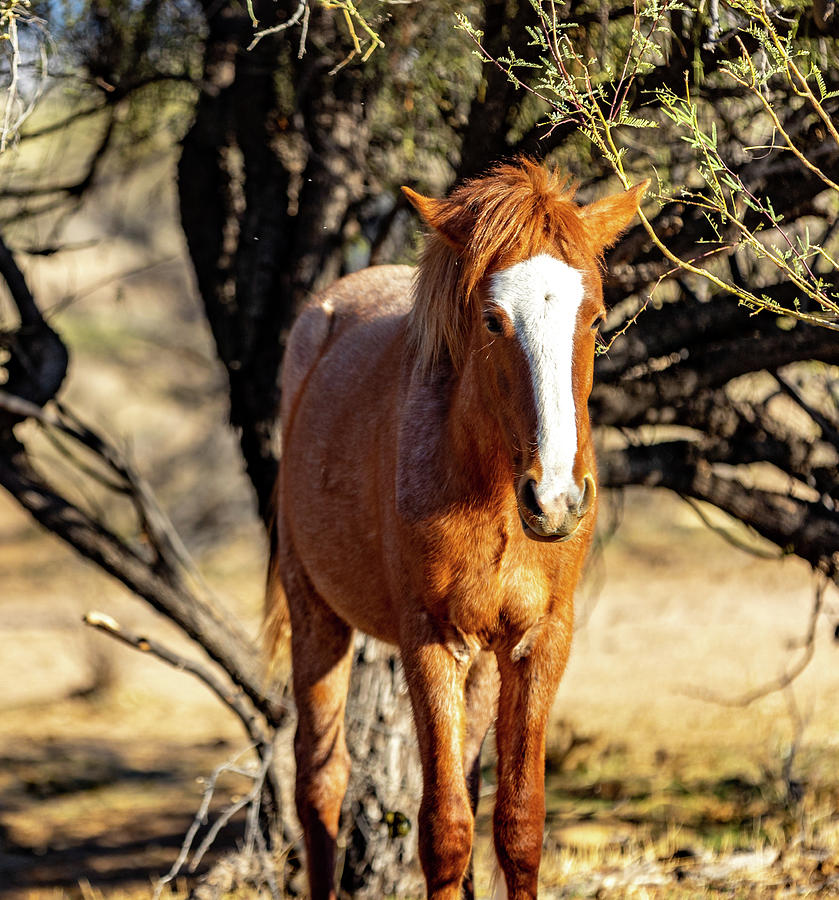 Salt River Arizona Wild Horses Photograph By Al Ungar - Fine Art America