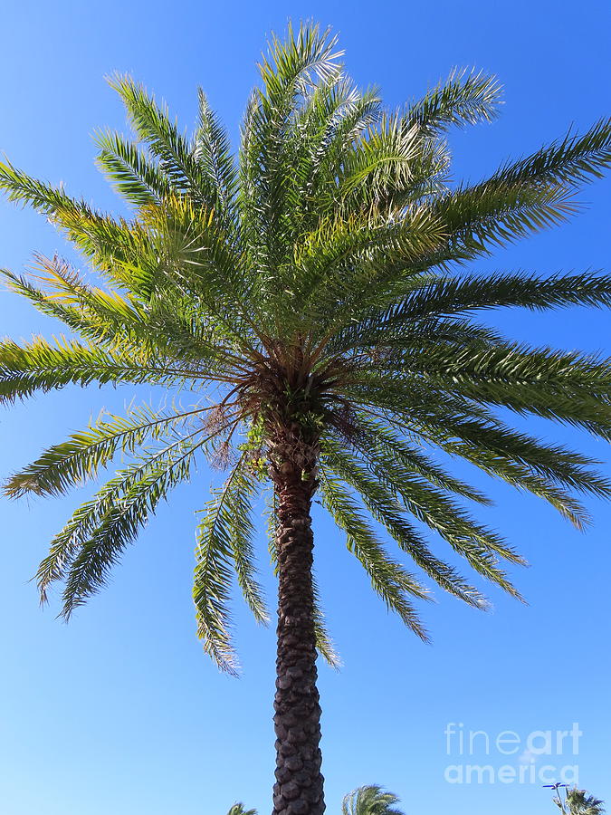 871 - Palm Tree Florida Photograph by Deborah Carpenter - Pixels