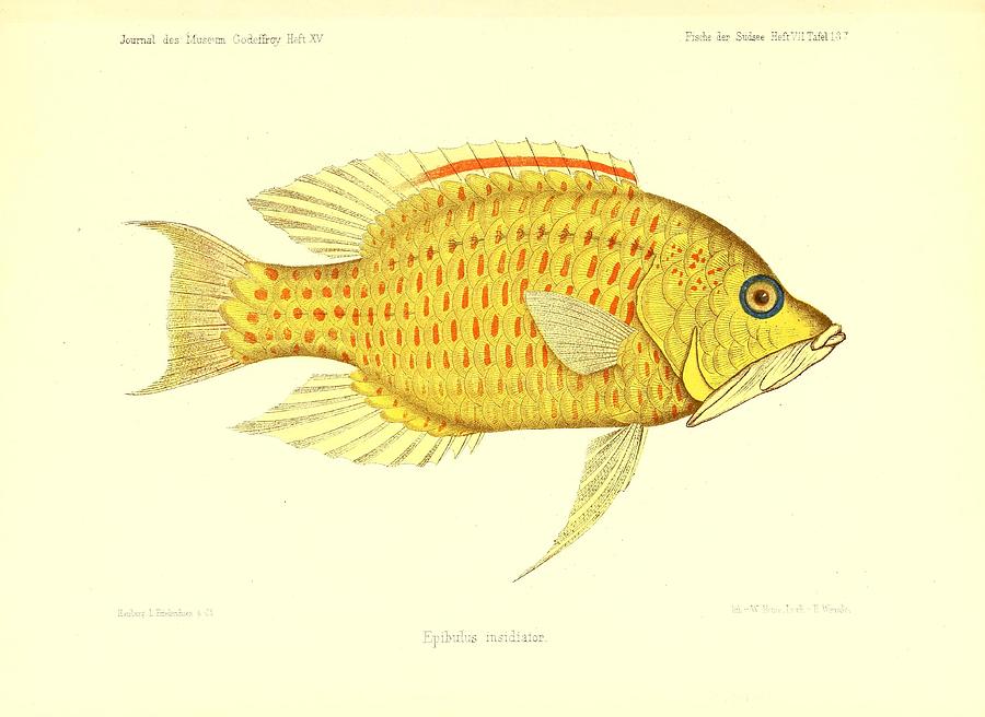 Antique fish artwork Mixed Media by Beautiful Nature Prints - Pixels