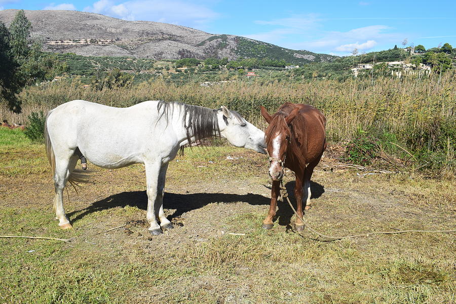 Horses Greece Photograph