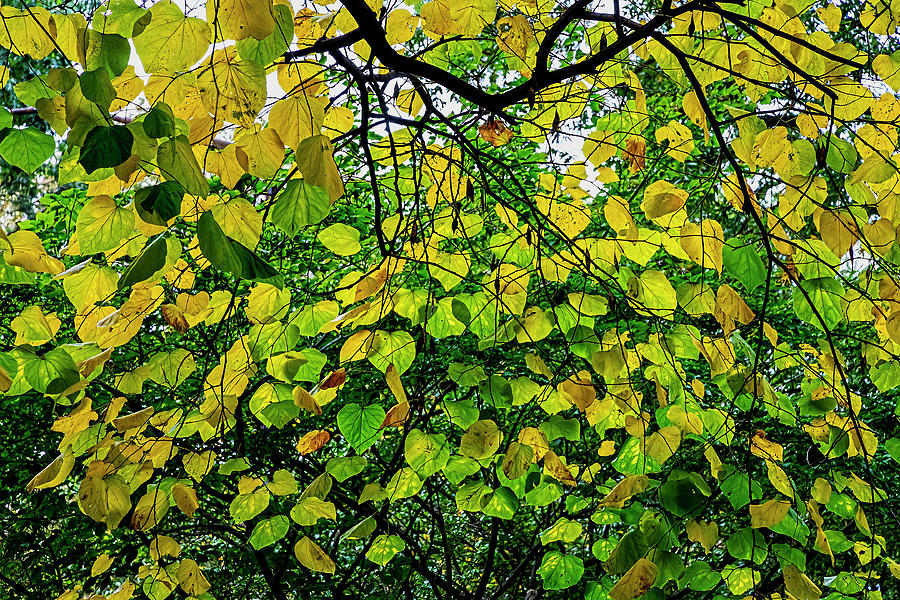Fall Leaves #89 Photograph by Robert Ullmann