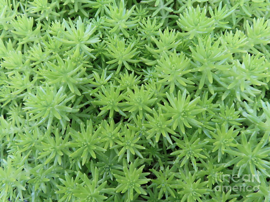 897 -Plant Sedum Rupestre Perennial Photograph by Deborah Carpenter ...