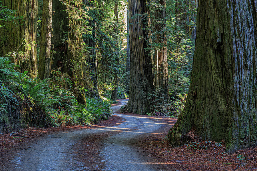 8b0706  Road in the Redwoods Photograph by Stephen Parker