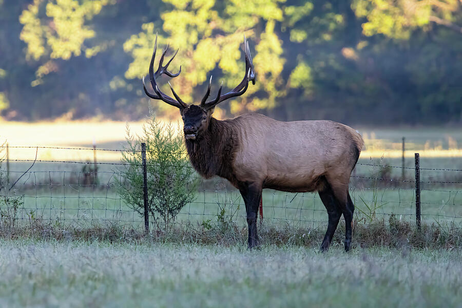 8x7 Arkansas Elk Photograph by Lee and Renee Walsh 8x7 Arkansas Elk Photograph by Lee and Renee Walsh