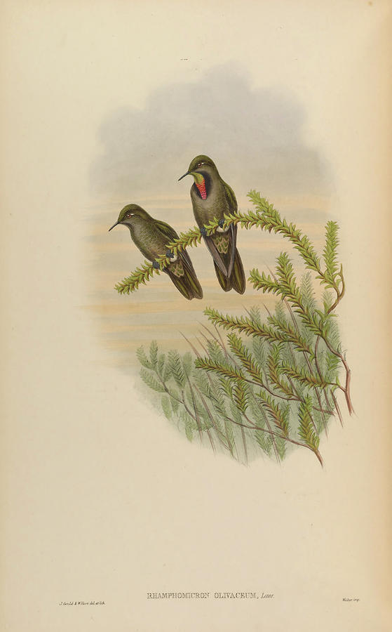 A monograph of the Trochilidae, or family of humming birds c1880  #9 Painting by MotionAge Designs