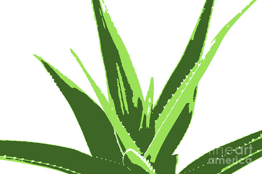 Aloe vera plant isolated on white background Digital Art by Nenov Images -  Fine Art America