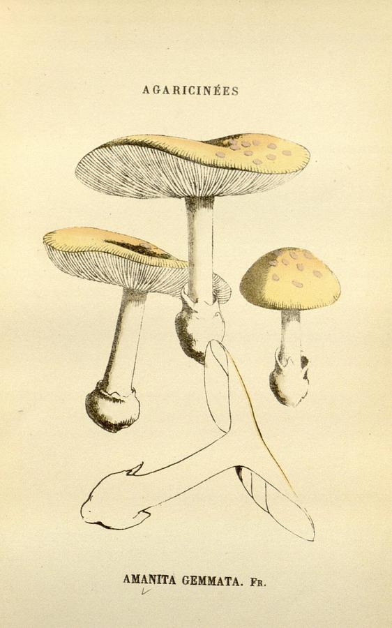 Antique Mushroom Illustration #9 Mixed Media by World Art Collective