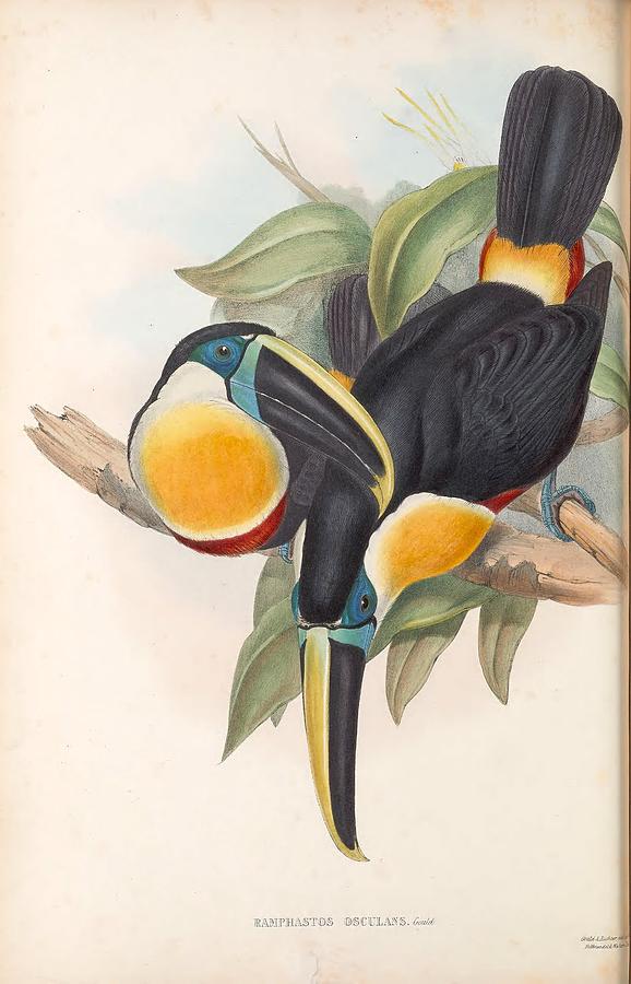 Antique Toucan Illustrations #9 Mixed Media by World Art Collective