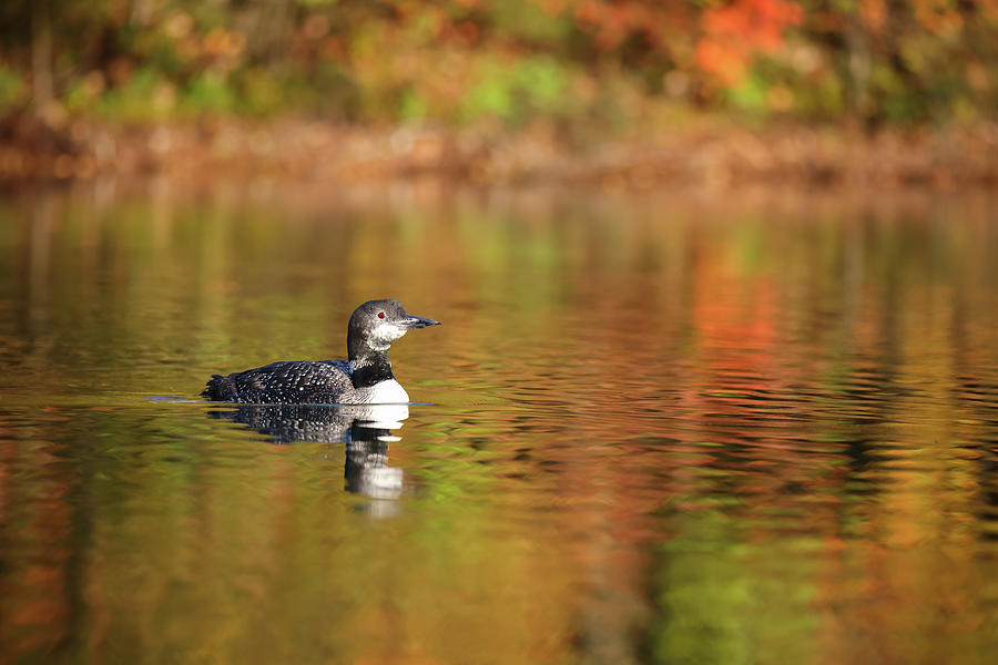 Autumn Loon #9 Photograph by Brook Burling