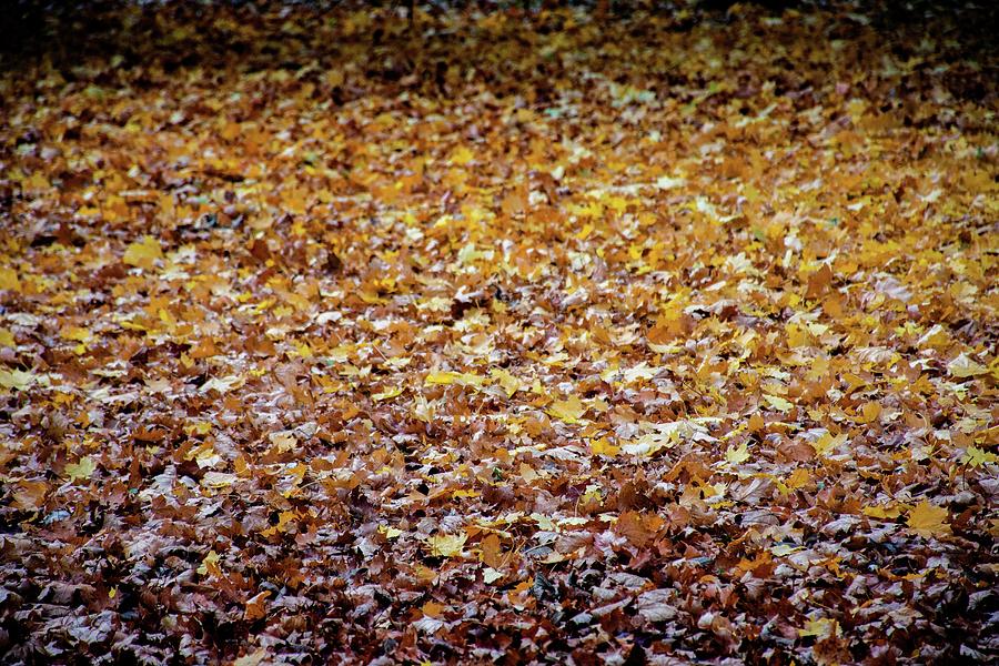 Autumn #9 Photograph by Robert Grac
