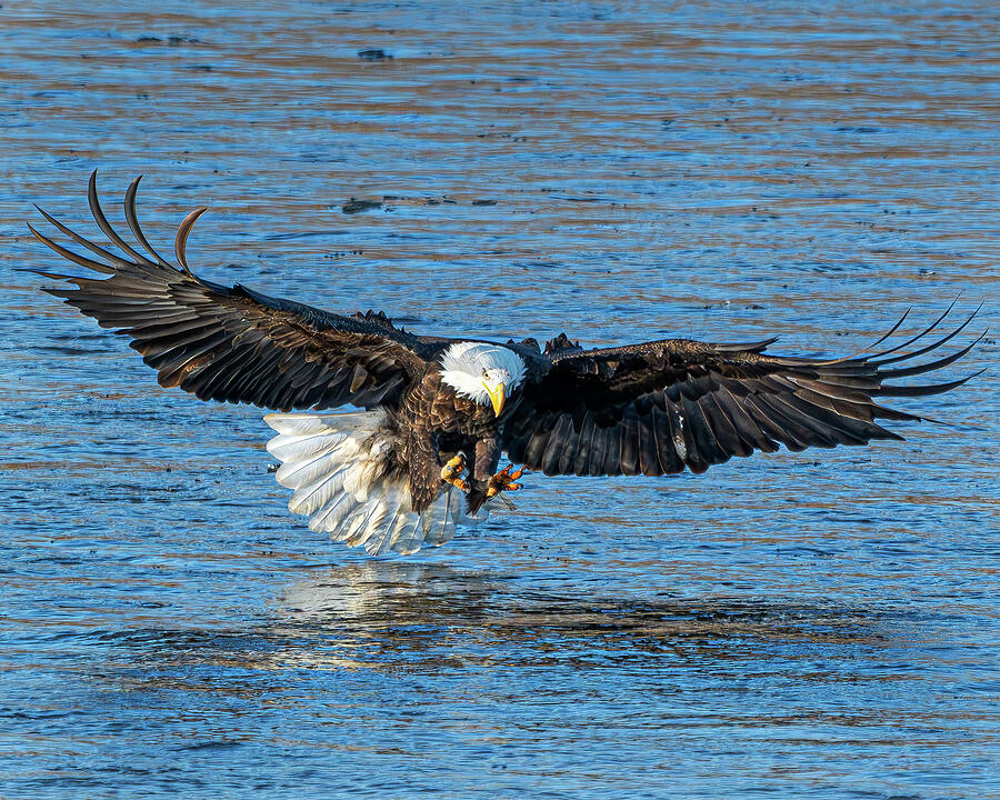 Bald Eagle #9 Photograph by Alan Moore Bald Eagle #9 Photograph by Alan Moore