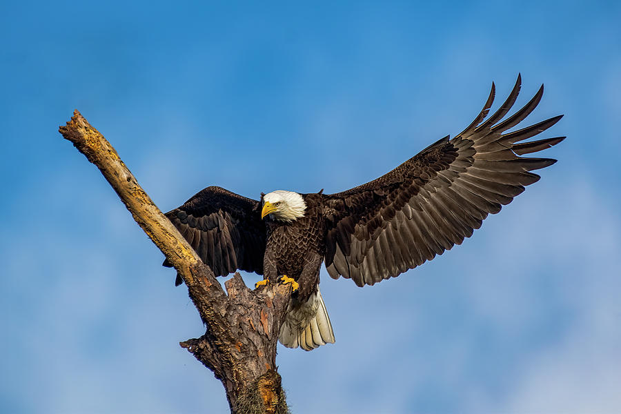 Bald Eagle Photograph by Bill Dodsworth - Fine Art America
