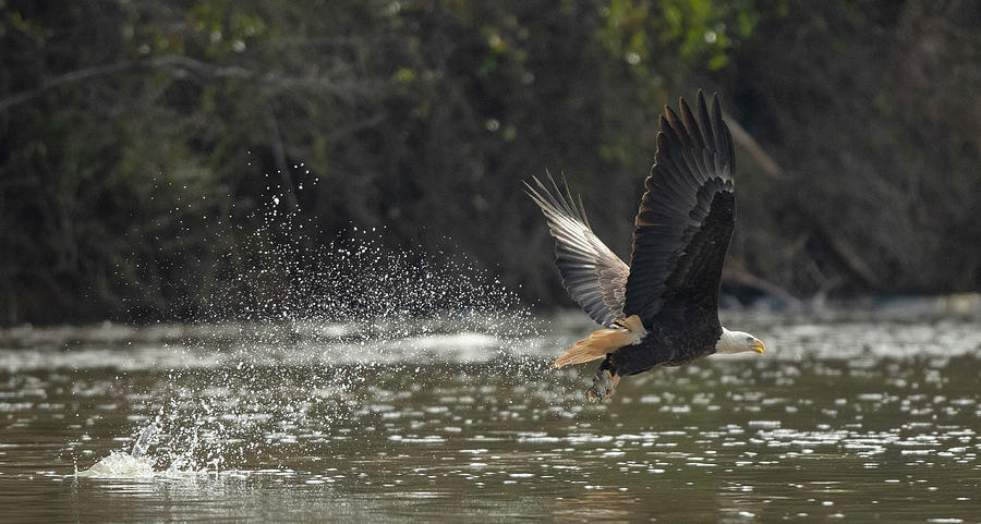 Bald Eagle, haliaeetus leucocephalus, Raptor Art, Hall River, North Carolina #9 Photograph by Eric Abernethy