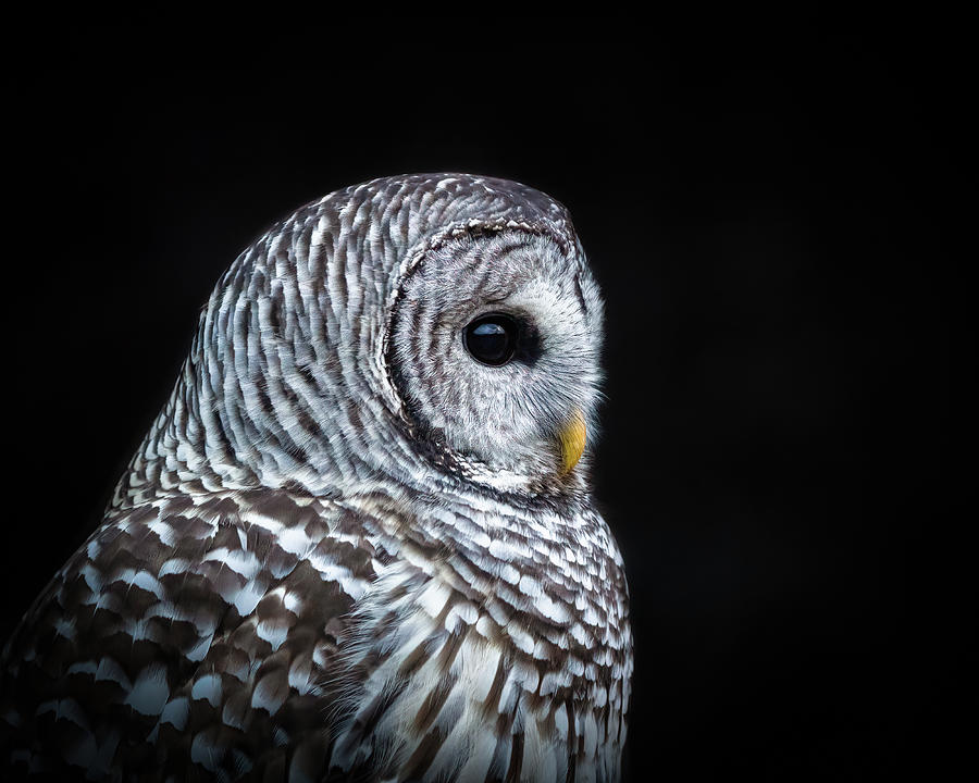 Barred Owl #9 Photograph by Brad Bellisle