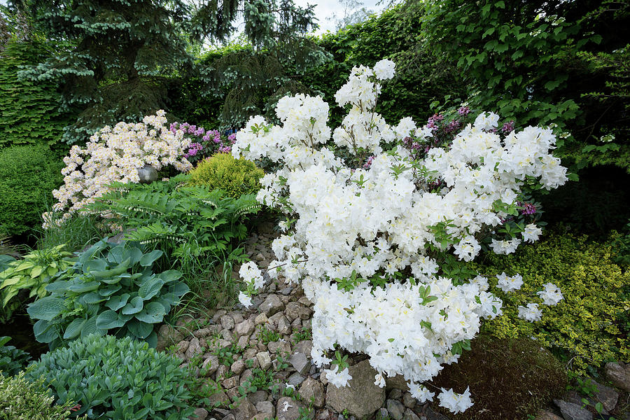 Beautiful spring garden design with rhododendron Photograph by Artush ...