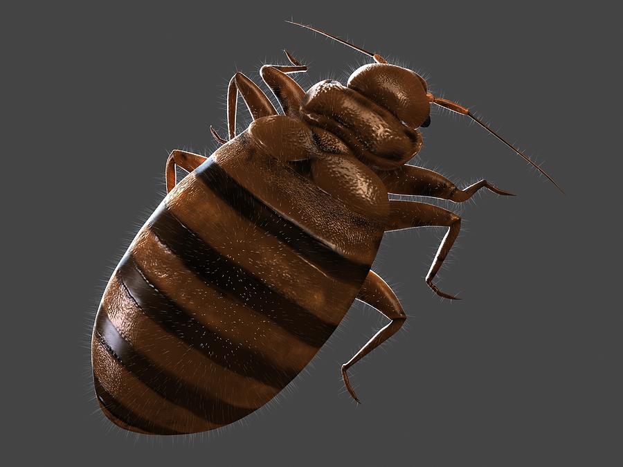 Bedbug, artwork #9 Drawing by Sciepro
