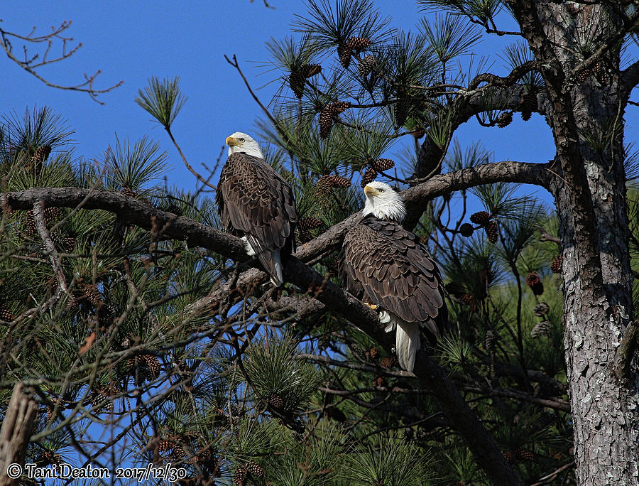 Berry College Eagles Photograph by Tani Deaton