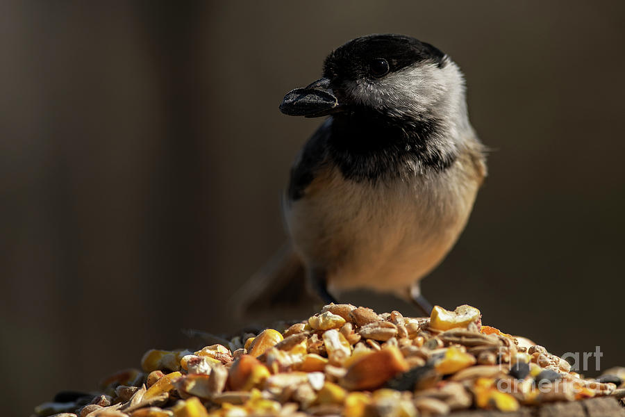 Black-Capped Chickadee #9 Photograph by JT Lewis