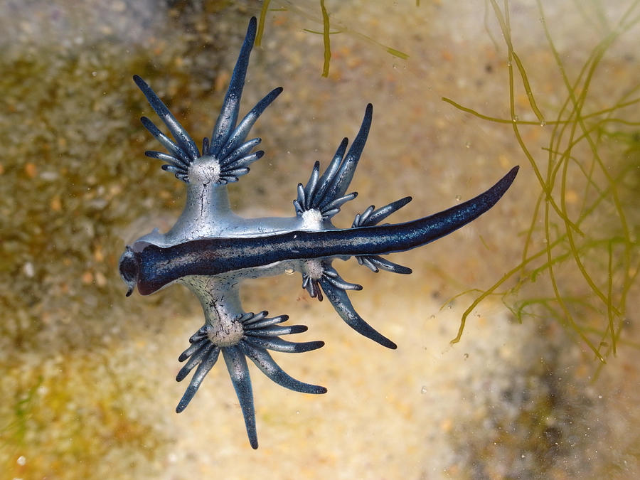 Blue Dragon, Glaucus Atlanticus, Blue Sea Slug #9 Photograph by S.Rohrlach