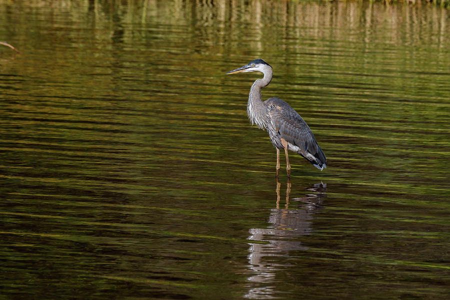 Blue Heron Fishing #9 Photograph by Doug Long