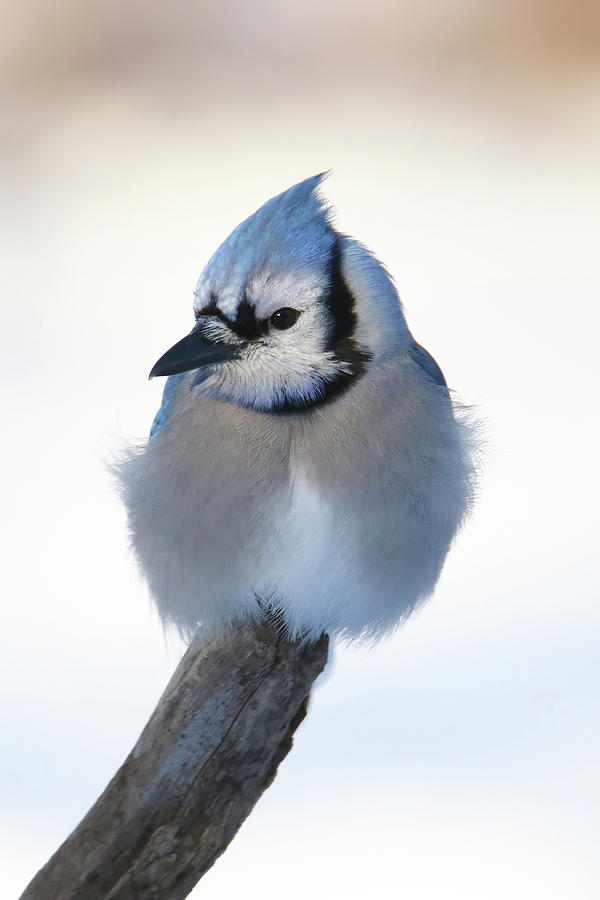 Blue Jay #9 Photograph by Brook Burling