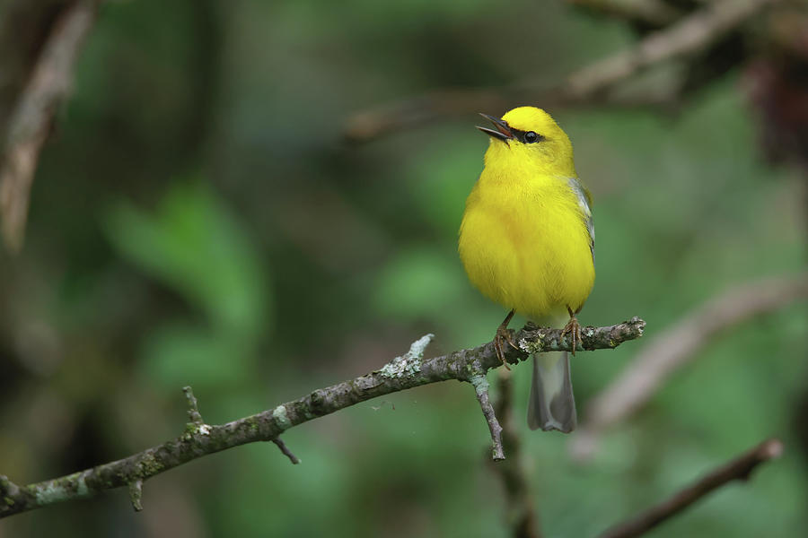 Blue Winged Warbler #9 Photograph by Brook Burling