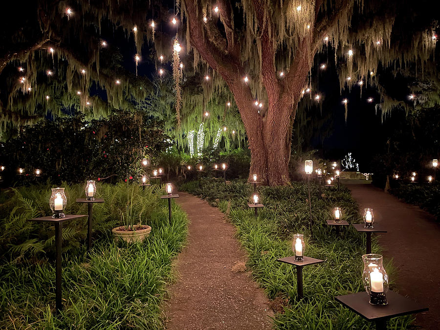 Brookgreen Gardens Festival of a Thousand Candles #10 Photograph by Dawna Moore Photography