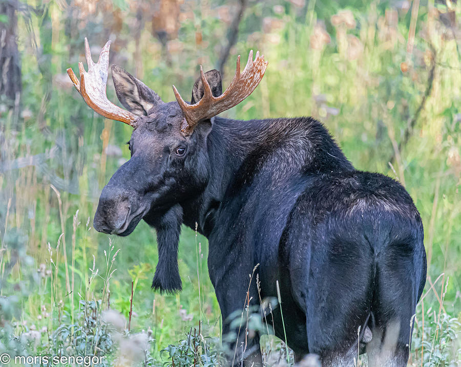 Bull moose, Wilson, WY #9 Photograph by Moris Senegor