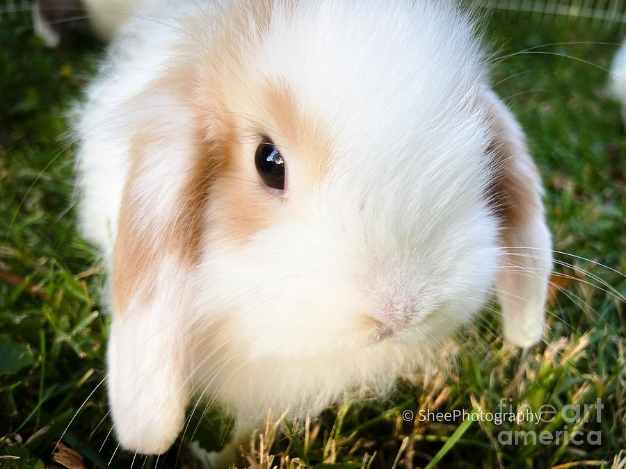 Bunny shoot 2 Photograph by Sheilla Coyne | Fine Art America