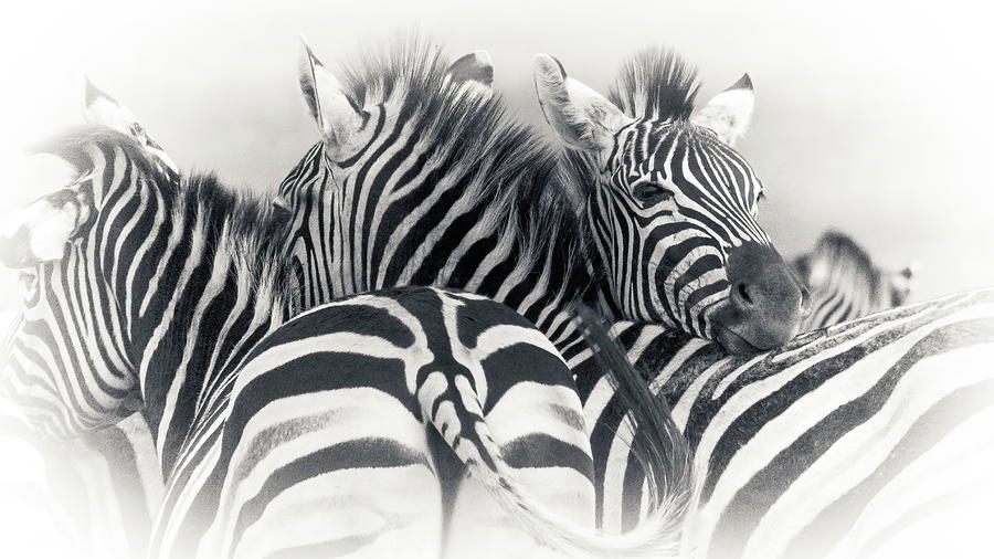 Burchelles Zebra #4 Photograph by Keith Carey