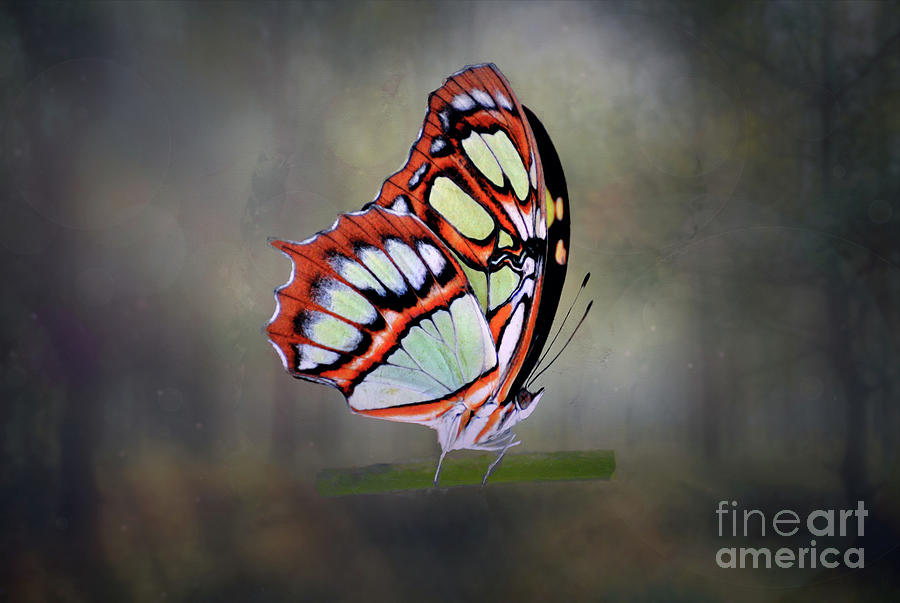 Butterfly  #19 Photograph by Savannah Gibbs