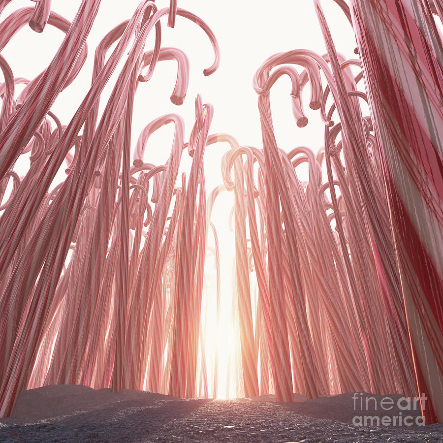 Candy Cane Forest Digital Art
