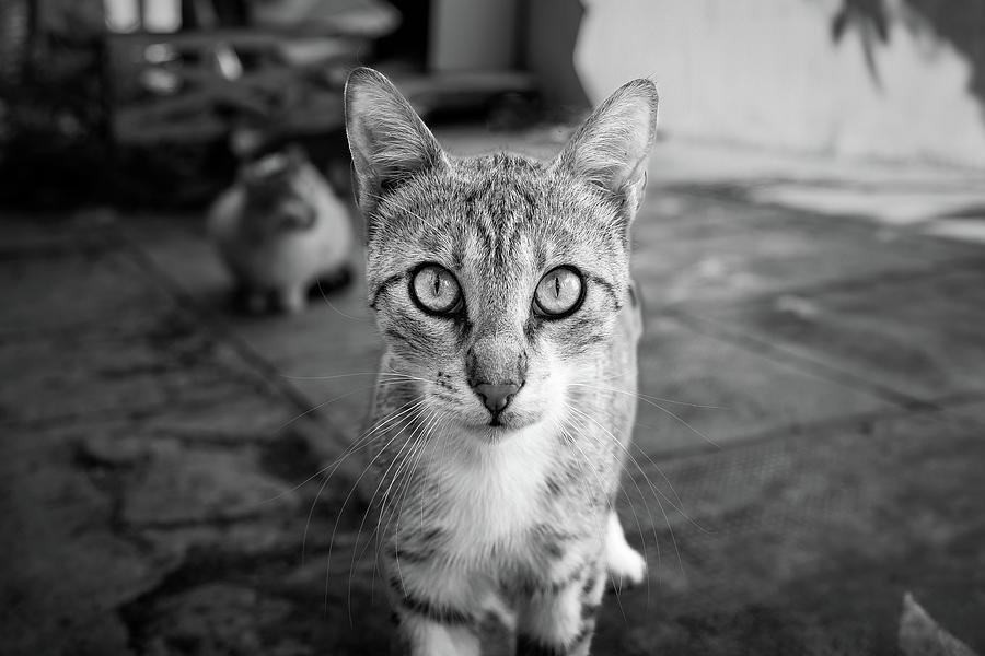 Cat of Palermo Photograph by Marie Schleich Cat of Palermo Photograph by Marie Schleich